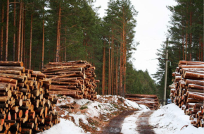 Спутники помогли обнаружить 70% незаконных вырубок леса