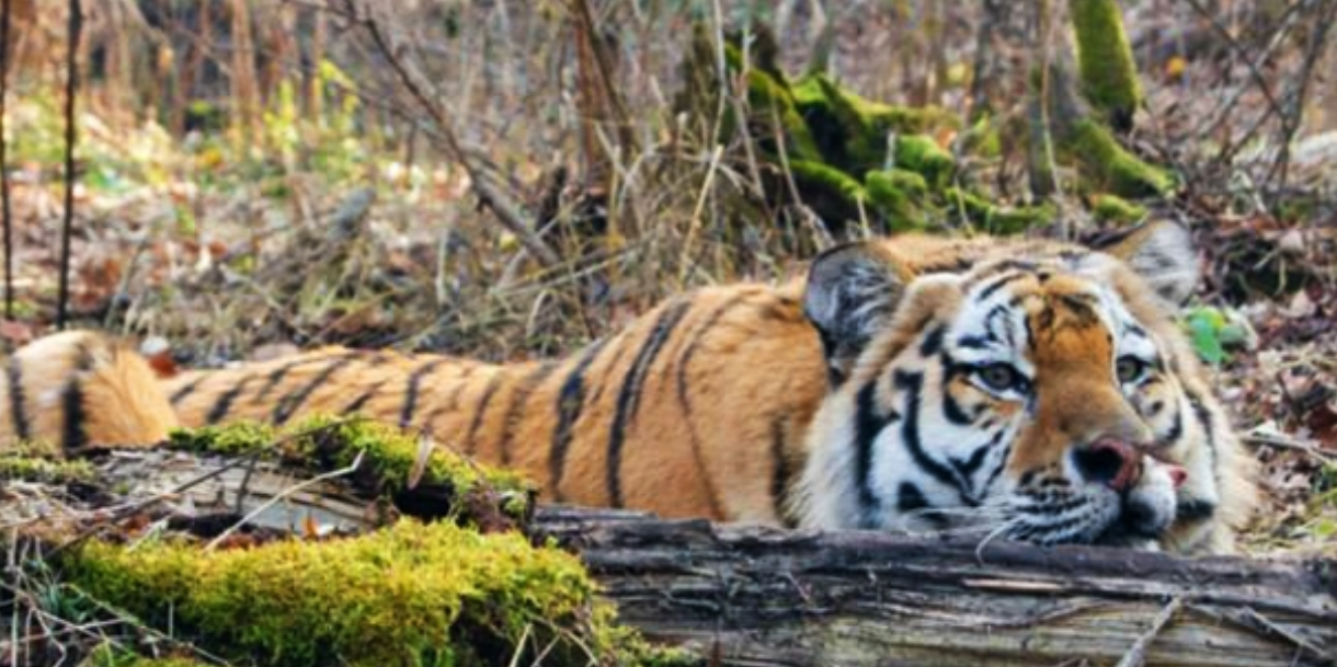KEDR: Watching over the cedar forests of the Russian Far East