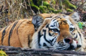 KEDR: Watching over the cedar forests of the Russian Far East